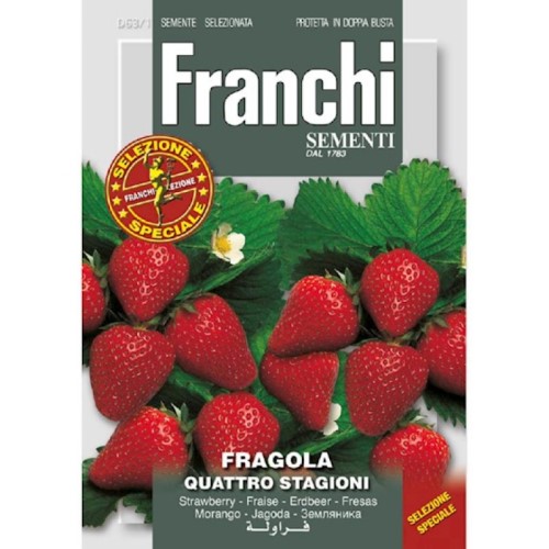Strawberry Fragola Quatro Stagioni Seeds
